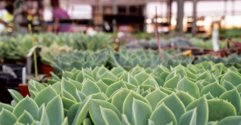 Growing Succulents With Mountain Crest Gardens - Enjoy Magazine