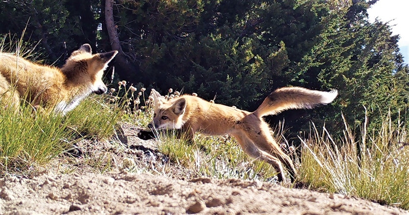 Species Spotlight - Red Fox (U.S. National Park Service)